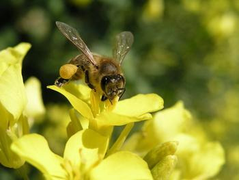 Biene mit gesammeltem Pollen auf Rapsblüte