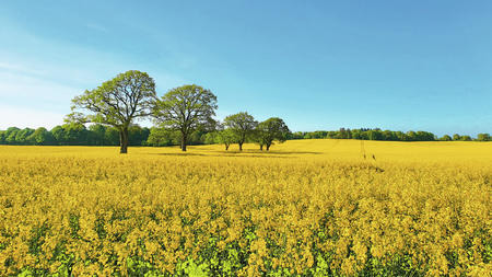 Großes Feld mit gelben Blumen, fünf Bäume in der Mitte, blauer Himmel im Hintergrund. (automatisch generiert durch KI)