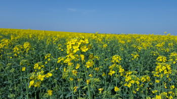 Blühendes Rapsfeld mit gelben Blüten unter klarem, blauem Himmel. (automatisch generiert durch KI)