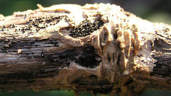 Nahaufnahme eines Astes mit rauer Oberfläche und braunen Pilzstrukturen im Sonnenlicht. (automatisch generiert durch KI)