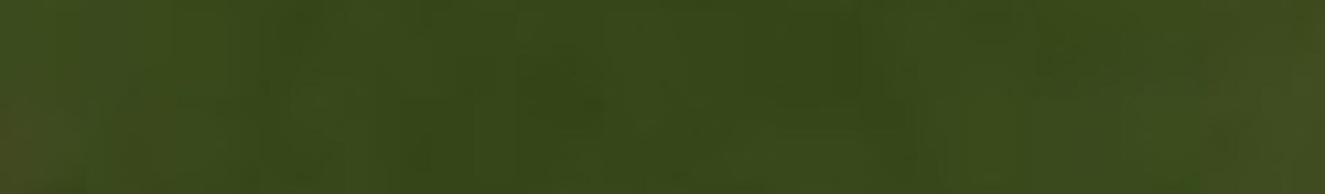 Nahaufnahme von gelben Blüten mit zwei kleinen schwarzen Käfern. (automatisch generiert durch KI)