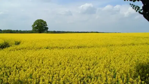 Ein großes Feld mit gelben Blüten unter einem blauen Himmel mit Wolken. Ein einzelner Baum steht am Horizont. (automatisch generiert durch KI)