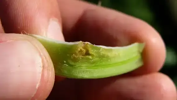 Nahaufnahme einer Hand, die ein grünes Pflanzenstück mit einem Loch hält. (automatisch generiert durch KI)