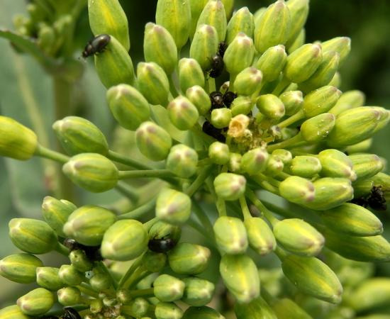 Rapsglanzkäfer auf Knospen