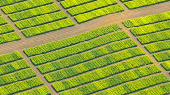 Luftaufnahme von grünen rechteckigen Feldern, die in einem regelmäßigen Muster angeordnet sind, mit sichtbaren braunen Wegen dazwischen. (automatisch generiert durch KI)