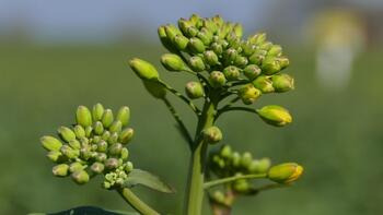 Nahaufnahme von gelb-grünen Blütenknospen einer Pflanze auf einem unscharfen Feldhintergrund. (automatisch generiert durch KI)