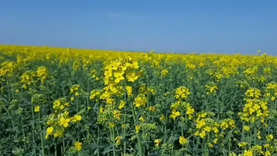 Blühendes Rapsfeld mit gelben Blüten unter klarem, blauem Himmel. (automatisch generiert durch KI)