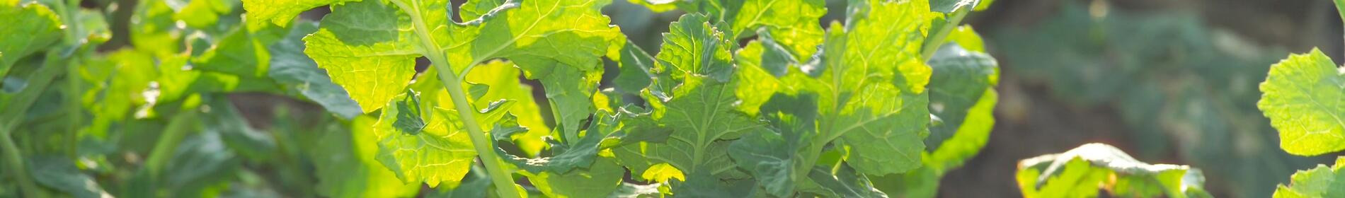 Grüne Pflanzen wachsen in der Erde bei Sonnenlicht. (automatisch generiert durch KI)