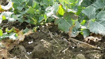 Pflanzen auf einem Feld mit kleinen weißen Granulatkörnern auf der Erde. (automatisch generiert durch KI)