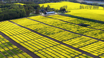 Luftaufnahme von gelben Rapsfeldern in einer ländlichen Gegend nahe einem Gewässer, mit Wäldern im Hintergrund. (automatisch generiert durch KI)