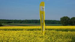 Gelbes Banner in einem blühenden Rapsfeld, umgeben von Wiesen und Bäumen, unter blauem Himmel. (automatisch generiert durch KI)