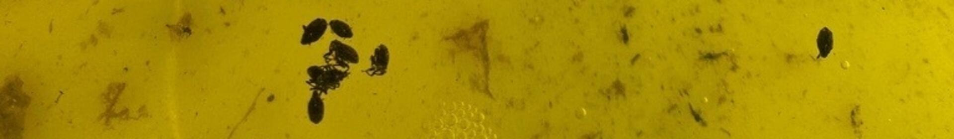 Gelbe Oberfläche mit Schmutzpartikeln und kleinen schwarzen Punkten, wahrscheinlich Insekten, sowie einem gelben Kunststoffteil in der Mitte. (automatisch generiert durch KI)