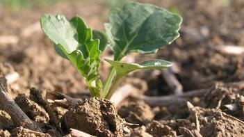 Nahaufnahme eines kleinen grünen Pflanzentriebs, der aus brauner Erde wächst. Hintergrund unscharf. (automatisch generiert durch KI)