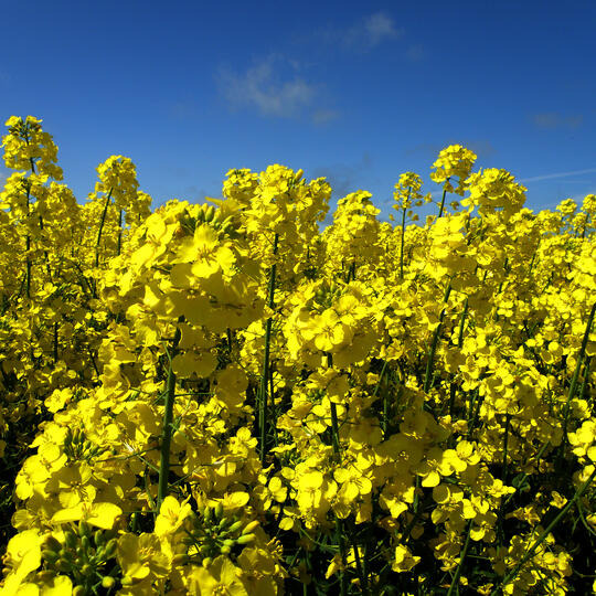 GOLDING - BESTÄNDIGE NORMALSORTE MIT HÖCHSTEINSTUFUNGEN.