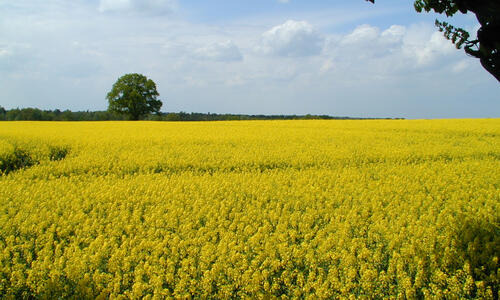 KARAT - Neue Resistenzformel für Leistungssicherheit