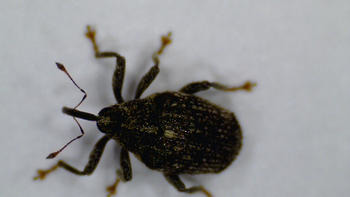 Gefleckter Kohltriebrüssler