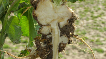 Pflanze mit freigelegten Wurzeln und grünen Blättern in einer offenen Landschaft. (automatisch generiert durch KI)