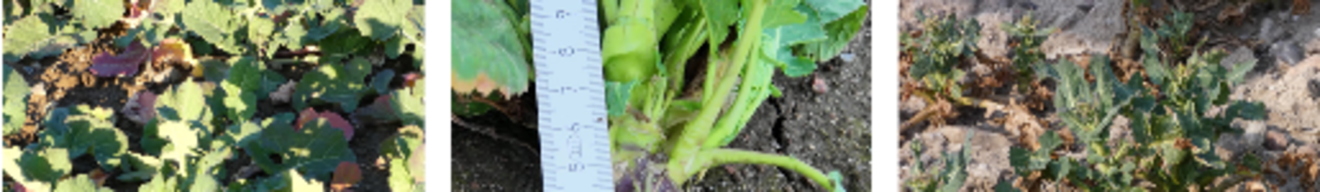 Drei Bilder von Pflanzenwachstum: links N-Mangel, Mitte Wurzel mit Maßstab, rechts Blattverluste durch Larven und Frost. (automatisch generiert durch KI)