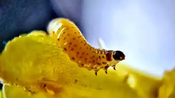 Nahaufnahme einer kleinen, gelblichen Raupe auf einem gelben Blütenblatt. (automatisch generiert durch KI)