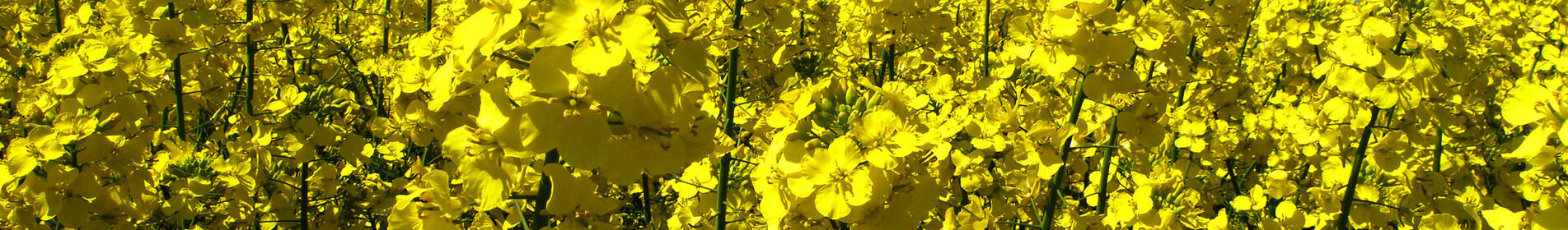 GOLDING - BESTÄNDIGE NORMALSORTE MIT HÖCHSTEINSTUFUNGEN.