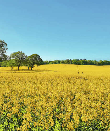 Großes Feld mit gelben Blumen, fünf Bäume in der Mitte, blauer Himmel im Hintergrund. (automatisch generiert durch KI)