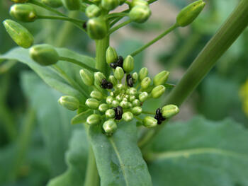 Grüne Pflanze mit kleinen, schwarzen Insekten auf den Knospen. (automatisch generiert durch KI)