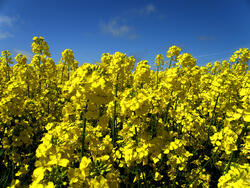 Gelbes Rapsfeld unter blauem Himmel mit wenigen Wolken. (automatisch generiert durch KI)