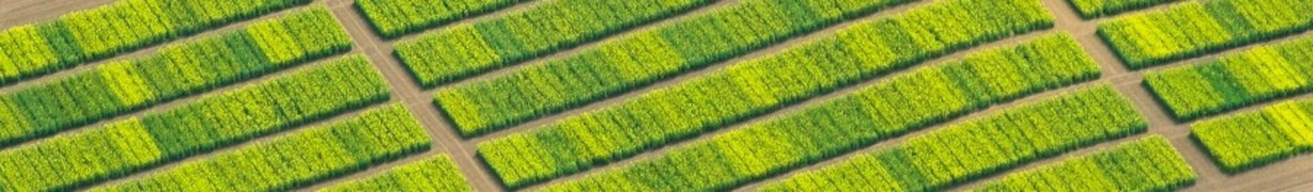 Luftaufnahme von rechteckigen, grünen Feldern auf braunem Boden, in gleichmäßigen Reihen angeordnet. (automatisch generiert durch KI)