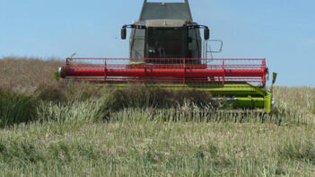 Mähdrescher erntet Getreide auf einem Feld unter blauem Himmel. (automatisch generiert durch KI)