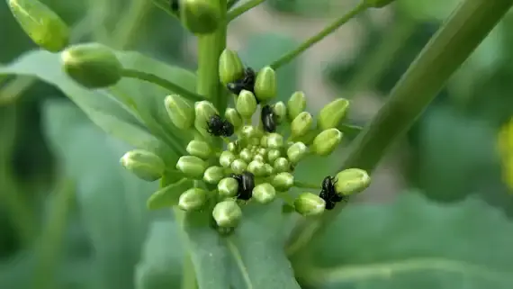 Grüne Pflanze mit kleinen, schwarzen Insekten auf den Knospen. (automatisch generiert durch KI)
