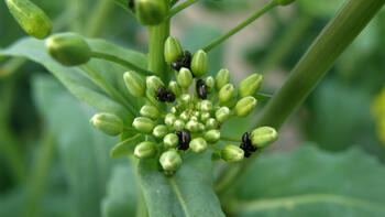 Mehrere schwarze Käfer auf grünen Blütenknospen einer Pflanze. (automatisch generiert durch KI)