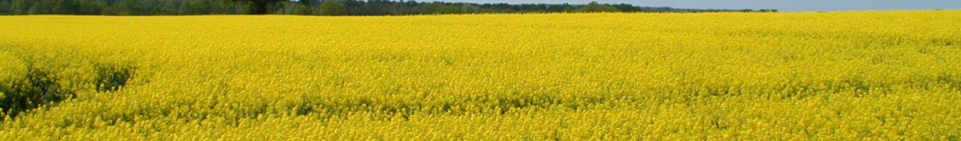 KARAT - Neue Resistenzformel für Leistungssicherheit