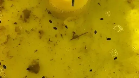 Gelbe Oberfläche mit Schmutzpartikeln und kleinen schwarzen Punkten, wahrscheinlich Insekten, sowie einem gelben Kunststoffteil in der Mitte. (automatisch generiert durch KI)