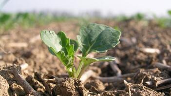 Nahaufnahme eines kleinen grünen Pflanzentriebs, der aus brauner Erde wächst. Hintergrund unscharf. (automatisch generiert durch KI)