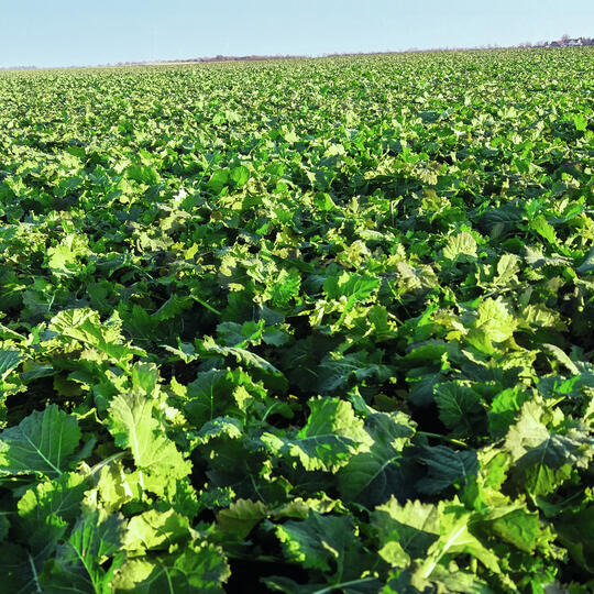 BEATRIX CL - 00-Winterrapshybride