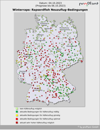 Winterraps: Rapserdfloh Neuzuflug - Bedingungen