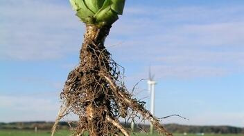 Gezogene Pflanze mit freiliegenden Wurzeln vor einem Feld und Windrad im Hintergrund. (automatisch generiert durch KI)