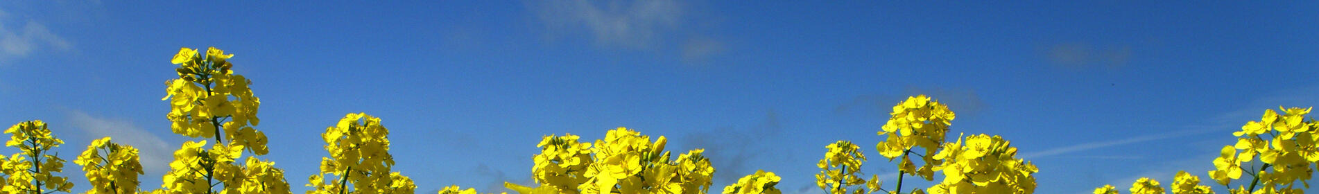 Blühendes Rapsfeld unter blauem Himmel. (automatisch generiert durch KI)