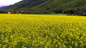 Ein blühendes Rapsfeld vor einem Hintergrund aus grünen Hügeln und bewaldeten Bergen. (automatisch generiert durch KI)