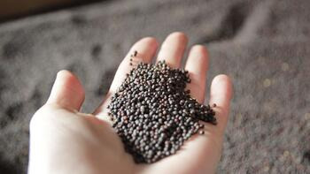 Eine Hand hält kleine, dunkle Samen über einer unscharfen Oberfläche mit weiteren Samen. (automatisch generiert durch KI)