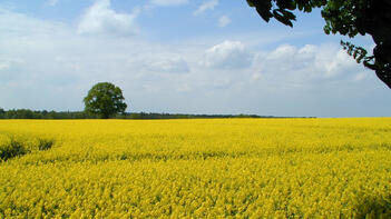 Ein großes Feld mit gelben Blüten unter einem blauen Himmel mit Wolken. Ein einzelner Baum steht am Horizont. (automatisch generiert durch KI)