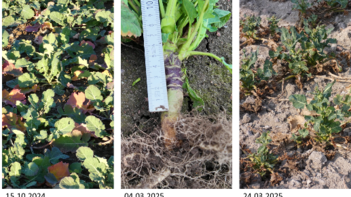 Drei Bilder von Pflanzenwachstum: links N-Mangel, Mitte Wurzel mit Maßstab, rechts Blattverluste durch Larven und Frost. (automatisch generiert durch KI)