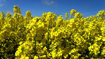 Blühendes Rapsfeld unter blauem Himmel. (automatisch generiert durch KI)