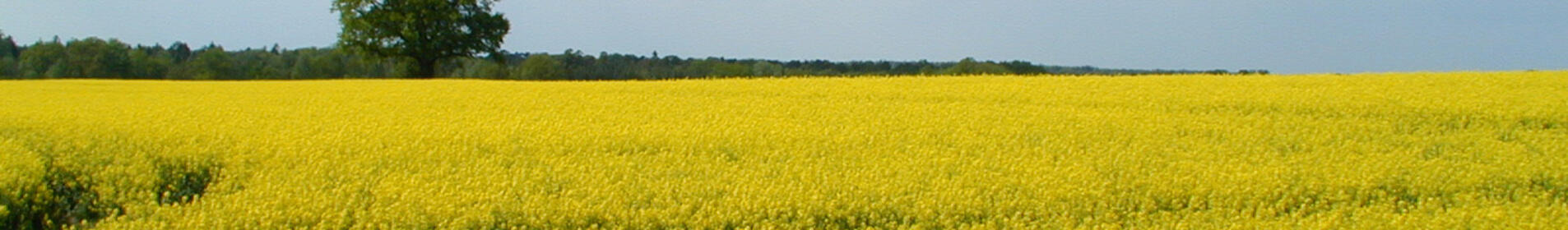 Ein großes Feld mit gelben Blüten unter einem blauen Himmel mit Wolken. Ein einzelner Baum steht am Horizont. (automatisch generiert durch KI)