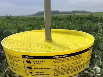 Gelbe Insektenfalle mit Gitter und Beschriftung steht auf einem Feld mit Pflanzen im Hintergrund. (automatisch generiert durch KI)