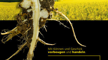 Kohlhernie