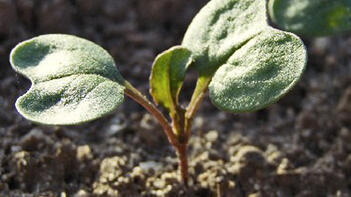 Jungpflanze mit vier grünen Blättern sprießt aus der Erde. (automatisch generiert durch KI)