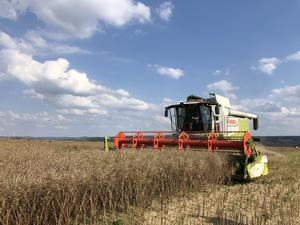 Rapsernte mit Claas Lexion