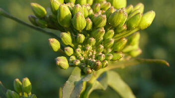 Nahaufnahme einer grünen Pflanzenknospe mit unscharfem Hintergrund. (automatisch generiert durch KI)