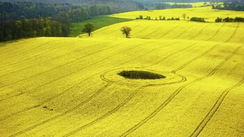 Weites Rapsfeld mit kreisförmiger Vertiefung in der Mitte, umgeben von Bäumen und Wäldern im Hintergrund. (automatisch generiert durch KI)